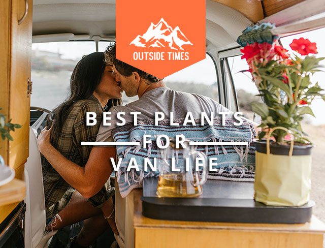 Best Plants For Van Life Read More Now